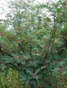 zanthoxylum-port-global.jpg