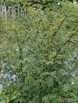 zanthoxylum-port.jpg
