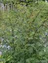 zanthoxylum-port.jpg