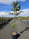 noyer-pecan-jardin.jpg