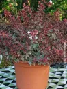 abelia-grandiflora-psychedelik-1.jpg