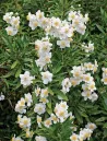 carpenteria-californica-1.jpg