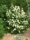 carpenteria-californica-2.jpg