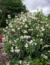 carpenteria-californica-3.jpg