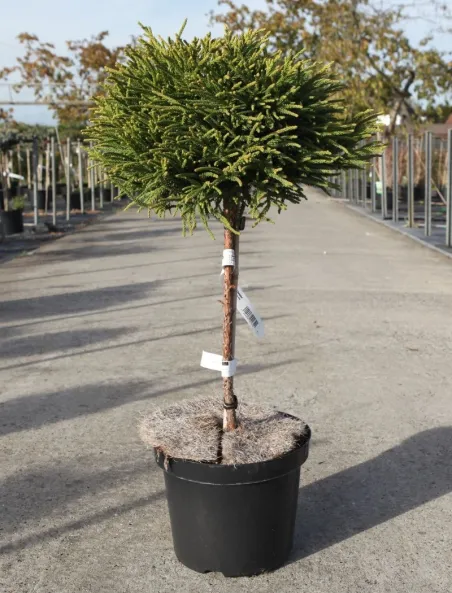 cryptomeria-japonica-little-champion.jpg