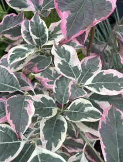 cornus-peve-sammy.jpg