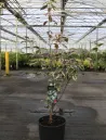 cornus-peve-sammy-1.jpg