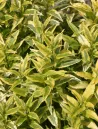 deutzia-gracilis-variegata-1.jpg