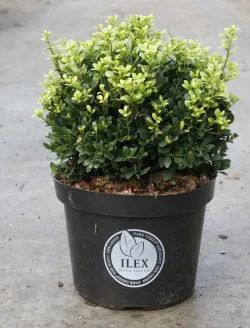 ilex-crenata-dark-green.jpg