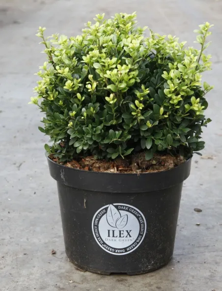 ilex-crenata-dark-green.jpg