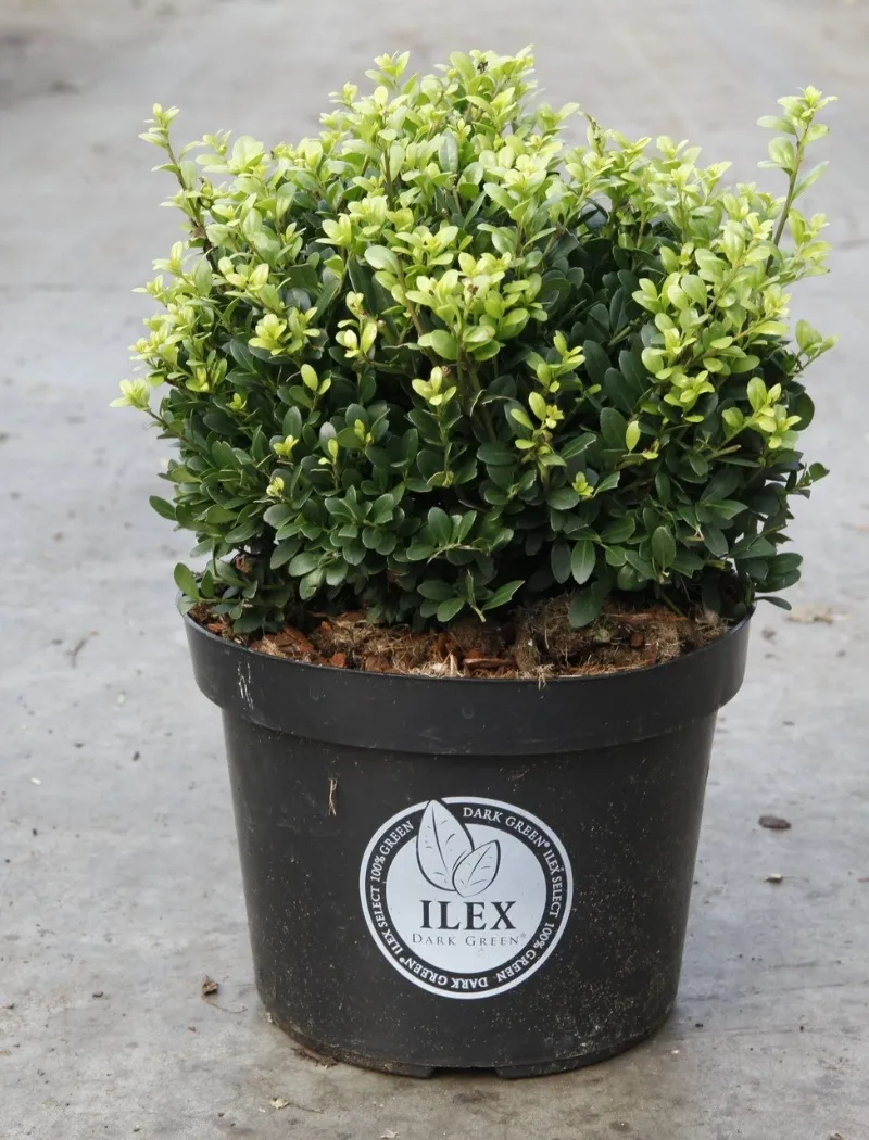 ilex-crenata-dark-green.jpg