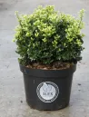 ilex-crenata-dark-green.jpg