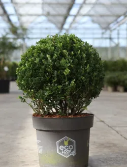 ilex-crenata-dark-green-1.jpg