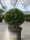 ilex-crenata-dark-green-1.jpg