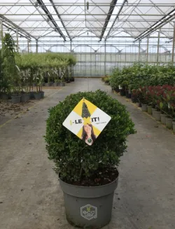 ilex-crenata-dark-green-2.jpg