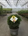 ilex-crenata-dark-green-2.jpg