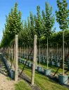 tilleul-a-grandes-feuilles-tilia-platyphyllos-4.jpg