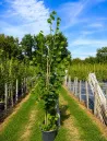 tilleul-a-grandes-feuilles-tilia-platyphyllos-3.jpg