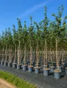 tilleul-argente-tilia-tomentosa-5.jpg