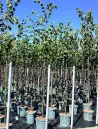 tilleul-deurope-pallida-tilia-europaea-pallida-4.jpg