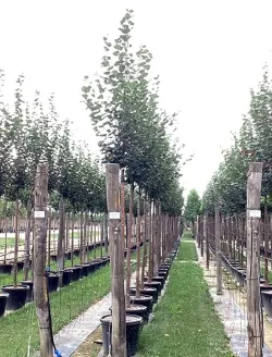 tilleul-a-petites-feuilles-greenspire-tilia-cordata-greenspire-6.jpg