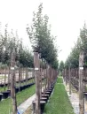 tilleul-a-petites-feuilles-greenspire-tilia-cordata-greenspire-6.jpg