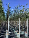 tilleul-a-petites-feuilles-greenspire-tilia-cordata-greenspire-5.jpg