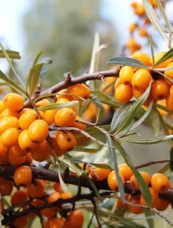 argousier-botanika-hippophae-rhamnoides-botanika.jpg
