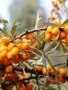 argousier-botanika-hippophae-rhamnoides-botanika.jpg