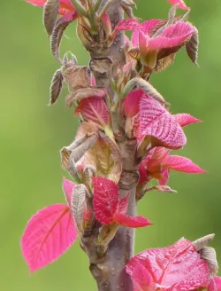 alchornea-davidii-1.jpg