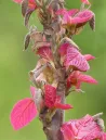 alchornea-davidii-1.jpg