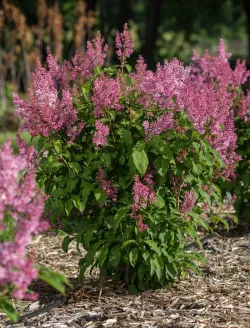 syringa-prestoniae-pinktini-2.jpg
