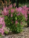 syringa-prestoniae-pinktini-2.jpg