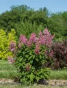 syringa-prestoniae-pinktini.jpg
