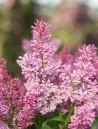 syringa-prestoniae-pinktini-1.jpg