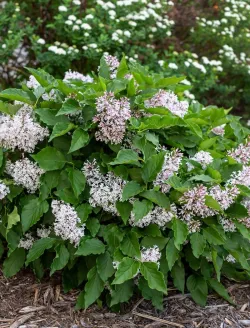 syringa-little-lady-1.jpg