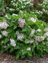 syringa-little-lady-1.jpg