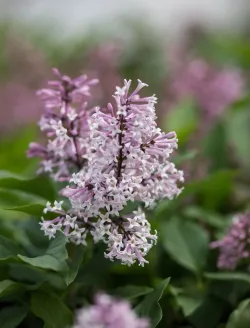 syringa-little-lady-3.jpg
