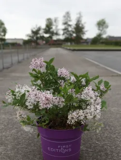 syringa-little-lady.jpg