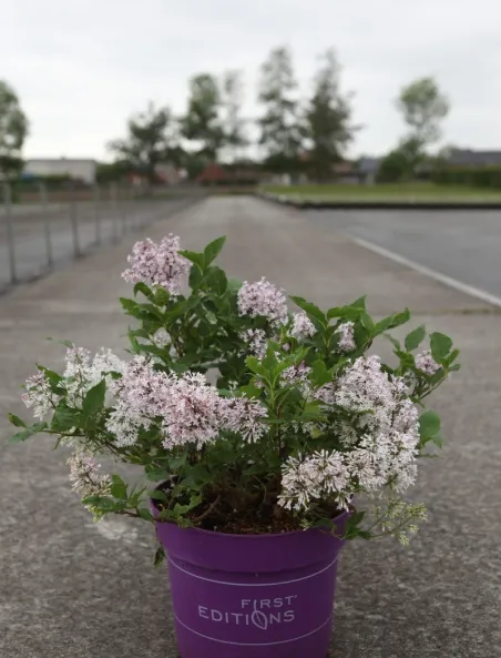 syringa-little-lady.jpg