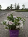 syringa-little-lady.jpg