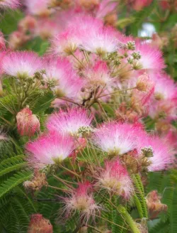 albizia-julibrissin-tropical-dream.jpg