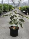 albizia-julibrissin-tropical-dream-3.jpg