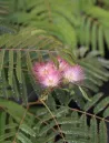 albizia-julibrissin-tropical-dream-1.jpg