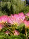 albizia-julibrissin-tropical-dream-2.jpg