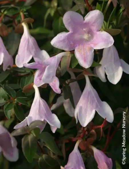 abelia-pinky-bells.jpg