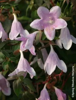 abelia-pinky-bells.jpg