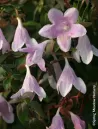 abelia-pinky-bells.jpg