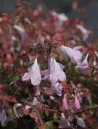abelia-pinky-bells-1.jpg