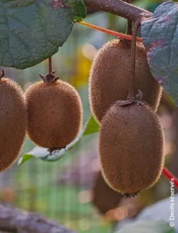 kiwi-autofertile-herma.jpg